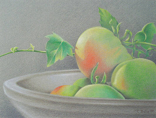 Wall Art - Drawing - Young Tomatoes by Tim Bailey