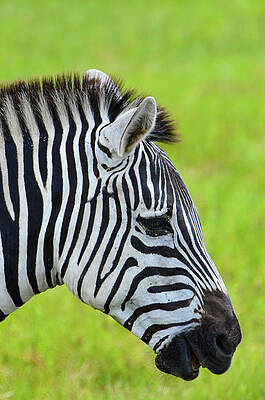 Wall Art - Photograph - Zebra Head Smiling with Mouth Open by Artful Imagery