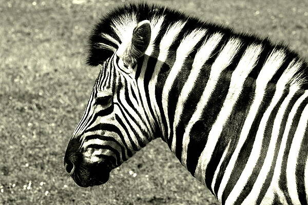 Zebra by Stevie Smudge