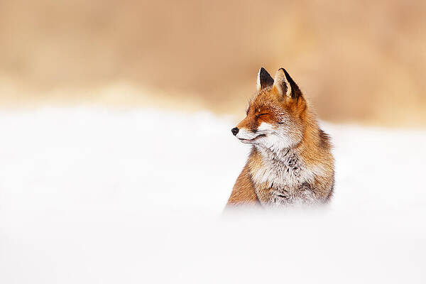 Wall Art - Photograph - Zen Fox Series - Zen Fox in Winter Mood by Roeselien Raimond