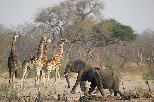 Wall Art - Photograph - A Group of Elephants and Giraffes Walk #1 by Philimon Bulawayo