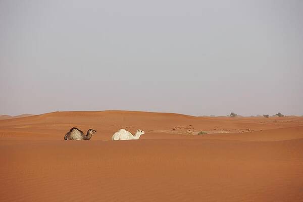 Wall Art - Photograph - A Mother And Calf Camel, Camelus #1 by Ed Darack