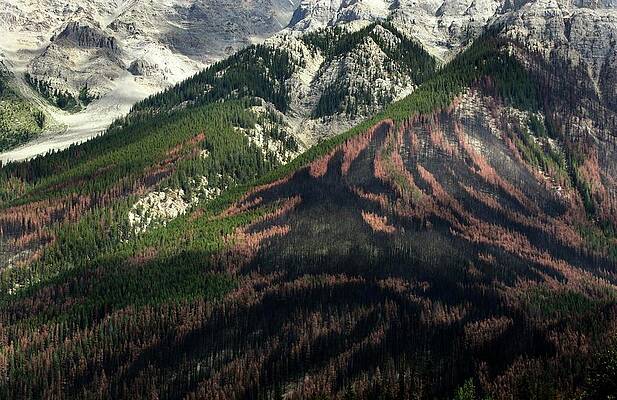 Wall Art - Photograph - A Pattern in a Mountainside Forest Left #1 by Andy Clark