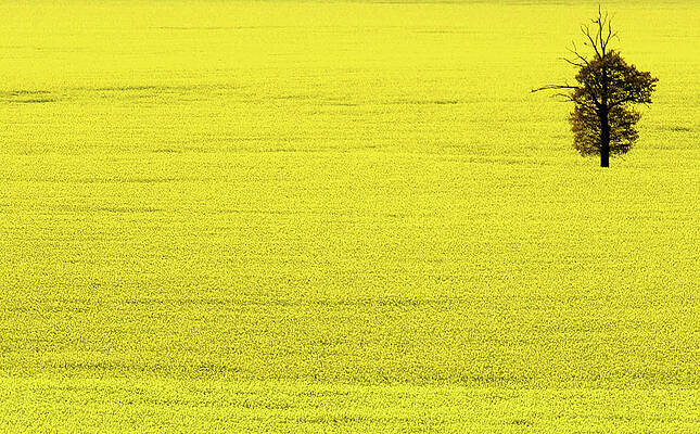 Wall Art - Photograph - A Tree Stands in a Field of Oilseed #1 by Darren Staples