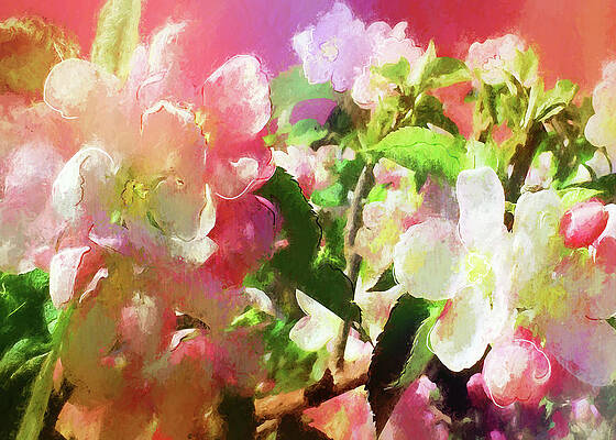 Apple Blossoms by Sherrie Triest Apple Blossoms by Sherrie Triest