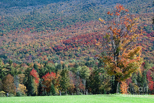 Autumn in Vermont No.2 by John Greco Autumn in Vermont No.2 by John Greco
