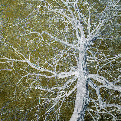 Bare Tree by David Jeffery