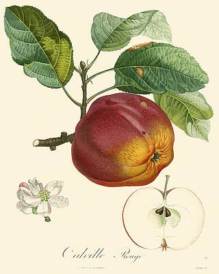 Wall Art - Painting - Bessa Apples by Pancrace Bessa