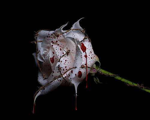 Wall Art - Photograph - Bleeding Rose by Lori Hutchison