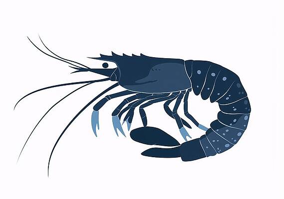 Wall Art - Digital Art - Blue Shrimp Illustration On White Background #1 by Trendy Art