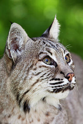Wall Art - Photograph - Bobcat Captive, Mexico City #1 by Claudio Contreras / Naturepl.com