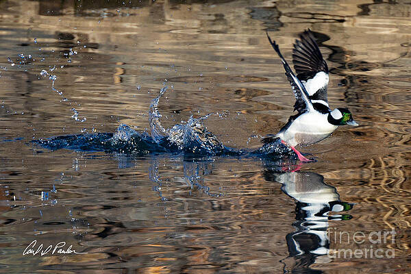 Bufflehead Takes Flight by Carl Paulson Bufflehead Takes Flight by Carl Paulson