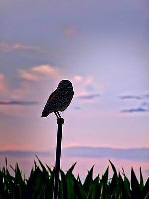 Wall Art - Photograph - Burrowing Owl on a Stick by Judy Kennedy