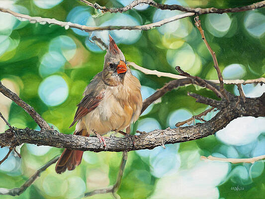 Cardinal in Spring by Joshua Martin Cardinal in Spring by Joshua Martin
