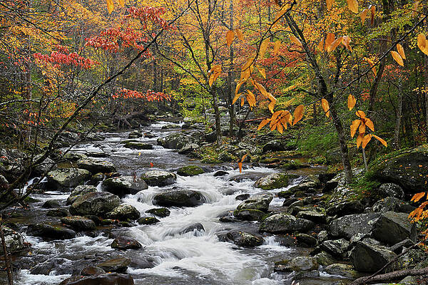 Cascade in Litttle Pigeon River in the Summertime by Darrell Young