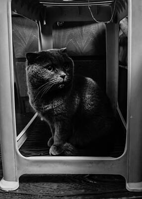 Wall Art - Photograph - Cat #1 by New Impressionist-zou Shengrong