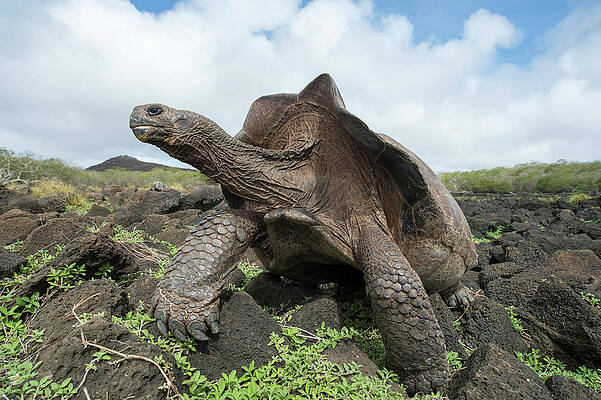 Wall Art - Photograph - Chatham Island Tortioise, Galapagos #1 by Tui De Roy