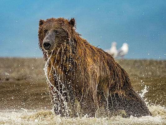 Wall Art - Photograph - Coastal Brown Bear (ursus Arctos #1 by Ralph Lee Hopkins