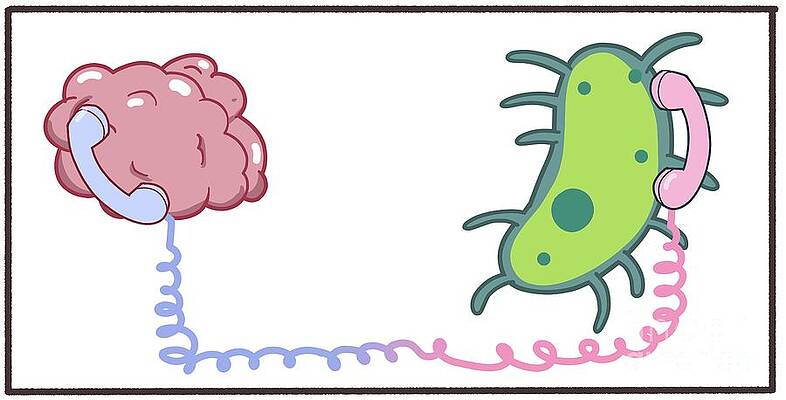 Wall Art - Photograph - Communication Between Brain And Microbiome #1 by Science Photo Library