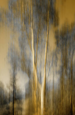 Composited Image Of Trees Print by Diane Miller