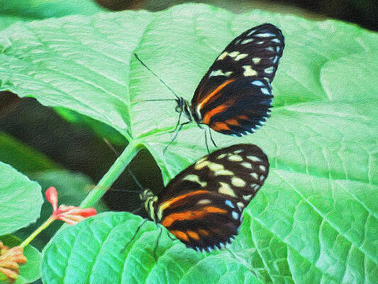 Wall Art - Photograph - Cream Spotted Tigerwing - Seeing Double #1 by Leslie Montgomery