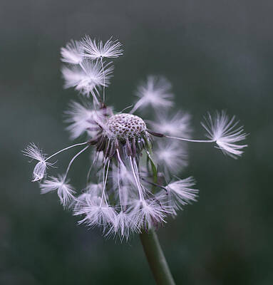 Wall Art - Photograph - Dandelion Fluff #1 by Fred Louwen
