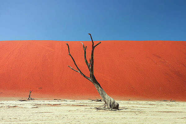 Wall Art - Photograph - Dead camel thorn tree and the red dunes of Deadvlei in Namibia #1 by Miroslav Liska