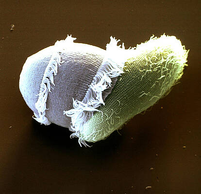 Wall Art - Photograph - Didinium Devouring A Paramecium #1 by Eye of Science