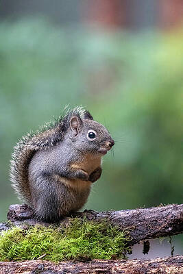 Wall Art - Photograph - Douglas Squirrel Standing On A Log #1 by Janet Horton