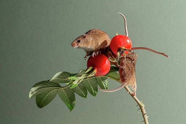 Wall Art - Photograph - Eurasian Harvest Mice (micromys #1 by Sarah Darnell