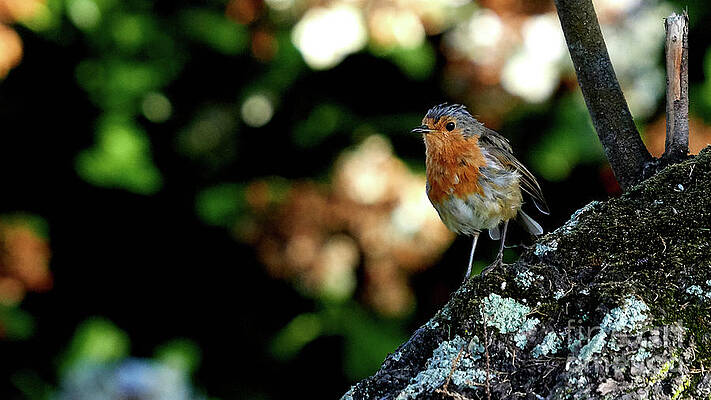 Wall Art - Photograph - European Robin Erithacus Rubecula #1 by Sapiens Verbum