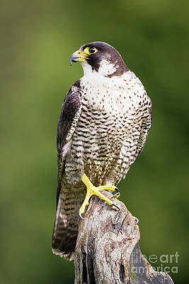 Wall Art - Photograph - Female Peregrine Falcon #1 by Science Photo Library