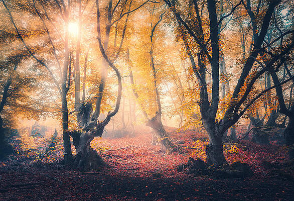 Wall Art - Photograph - Forest In Fog In Autumn At Sunrise #1 by Denys Bilytskyi