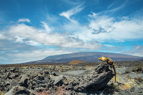 Wall Art - Photograph - Galapagos Land Iguana Cape Douglas, Fernandina Island #1 by Tui De Roy / Naturepl.com