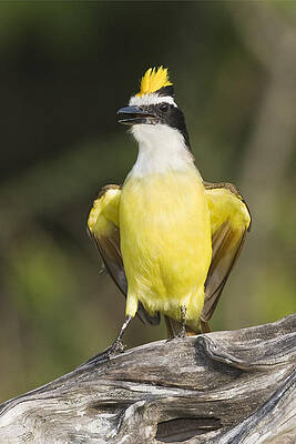 Great Kiskadee Wall Art Fine Art America Great Kiskadee Wall Art Fine Art America