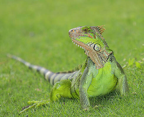 Wall Art - Photograph - Green Iguana (iguana Iguana) #1 by Carlos Calvo Obando
