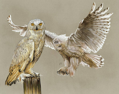 Owls Wall Art (Page #13 of 35) | Fine Art America