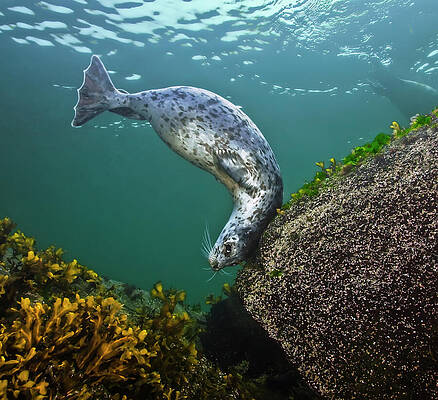 Wall Art - Photograph - Harbor Seal Using A Large,encrusted Boulder As A Tool To #1 by David Hall / Naturepl.com