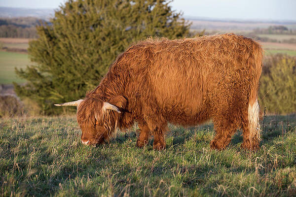 Wall Art - Photograph - Highland Cow, Part Of A Conservation Program Using Rare #1 by Tj Rich / Naturepl.com