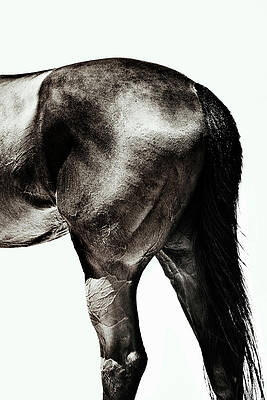 Wall Art - Photograph - Horse #1 by Yusuke Murata