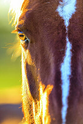 Wall Art - Photograph - Hourse Ranch In Alberta Foothills #1 by Don White