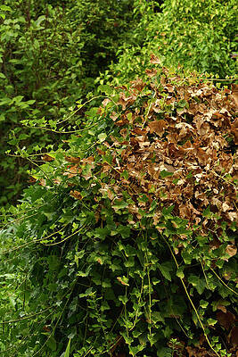 Wall Art - Photograph - Ivy Leaves Drying Out And Dying Due To Record Drought And #1 by Dave Watts / Naturepl.com