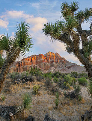 Wall Art - Photograph - Joshua Tree And Cliffs, Red Rock Canyon State Park, California #1 by Tim Fitzharris