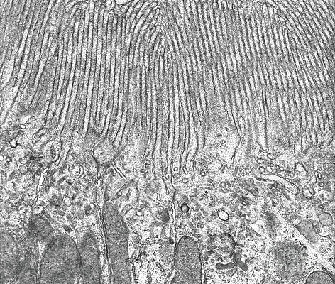 Wall Art - Photograph - Kidney Proximal Tubule Brush Border #1 by Jose Calvo / Science Photo Library