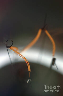 Wall Art - Photograph - Light Bulb Filament #1 by Science Photo Library