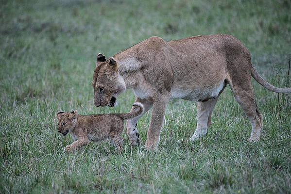Lioness and cub by Steve Somerville Lioness and cub by Steve Somerville
