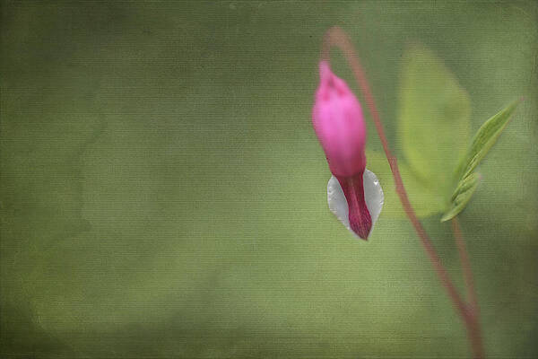 Lone Heart by Jacqui Boonstra Lone Heart by Jacqui Boonstra