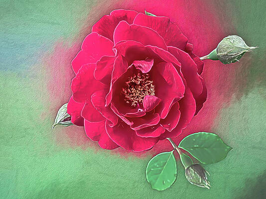 Dried rose Photograph by Bernard Jaubert - Pixels