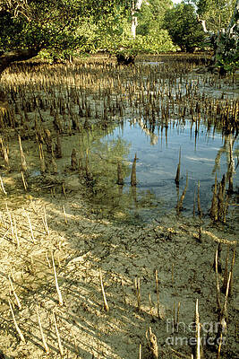 Wall Art - Photograph - Mud Flat In A Mangrove Swamp #1 by Science Photo Library