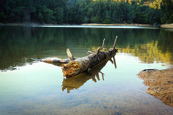 Wall Art - Photograph - Old Tree Trunk Fallen In A Lake Surrounded By Trees On A Mountain. #1 by Cavan Images